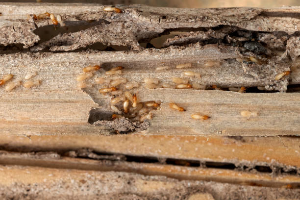 Best Wildlife Control Services  in Exeter, CA